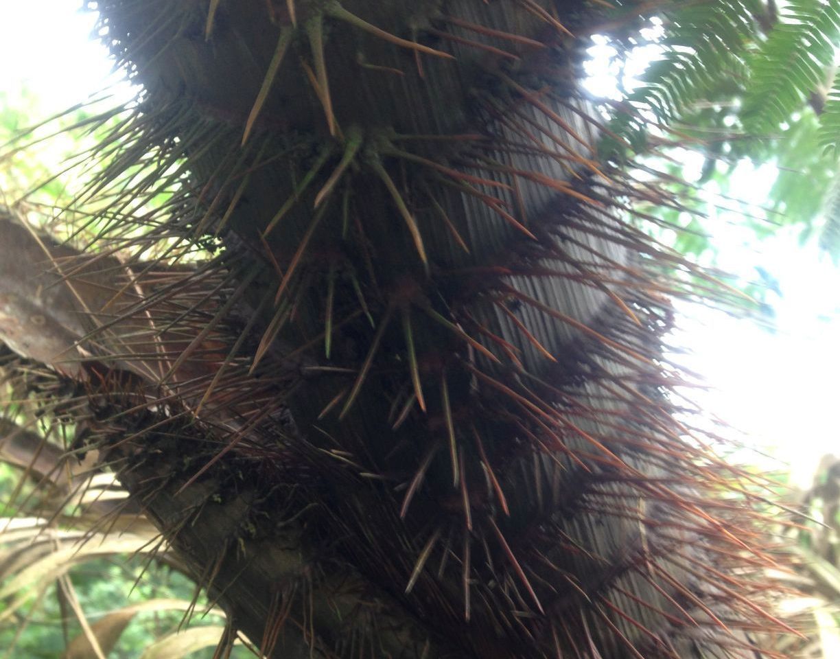 Rattanpalme Rattanpalme